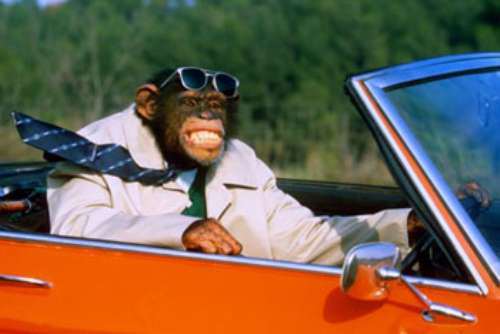 majmun-vozi.kola